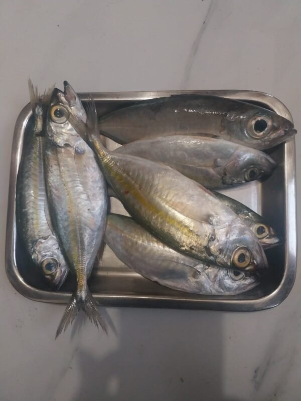 Ikan melus