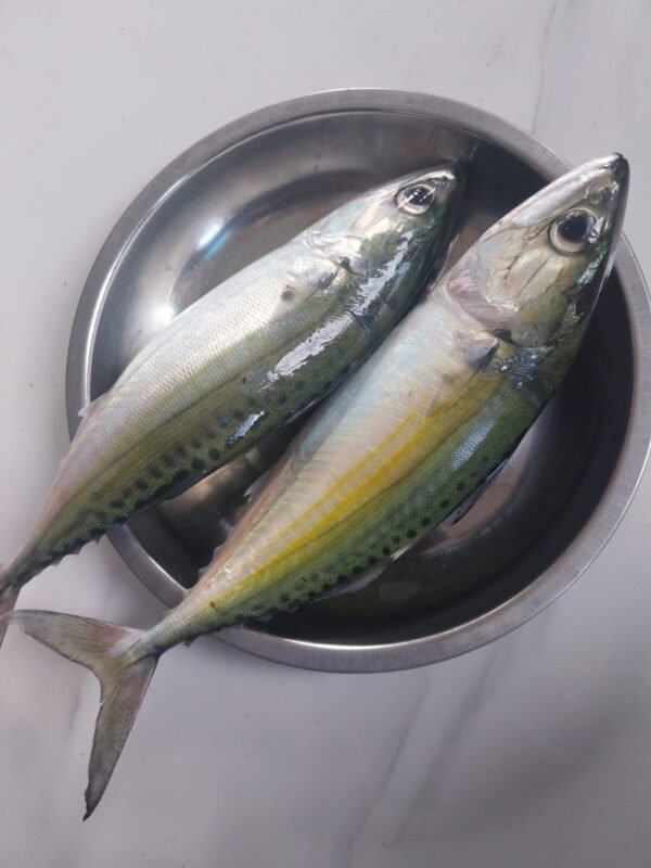 Ikan wara
