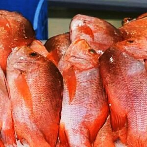 Ikan Kakap Merah