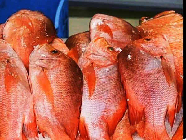Ikan Kakap Merah