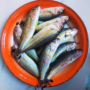 Ikan Tia Dasar