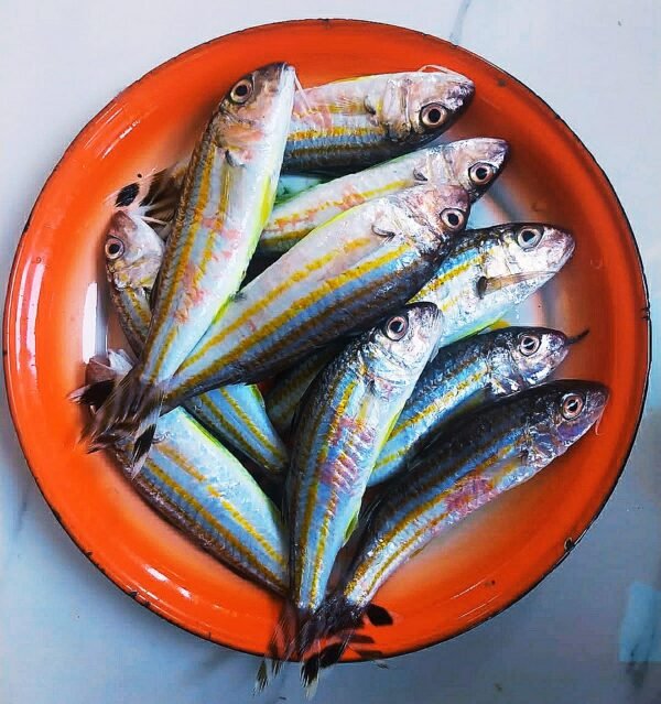 Ikan Tia Dasar