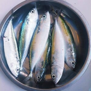 Ikan Kembung