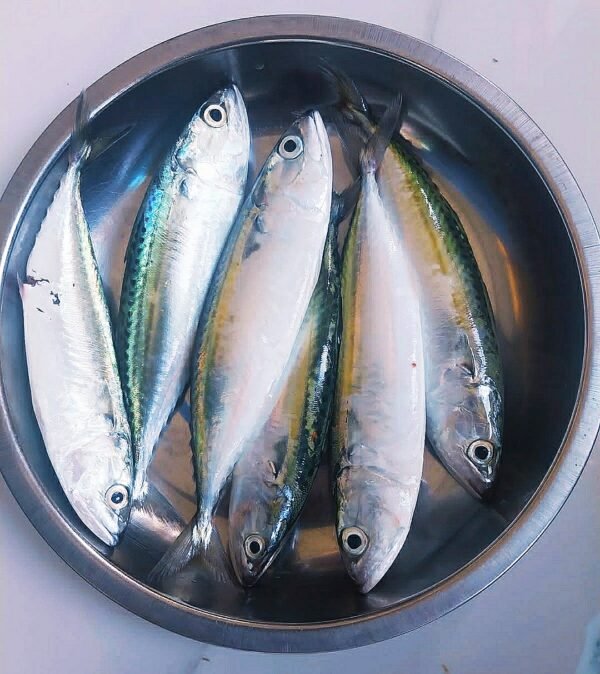 Ikan Kembung