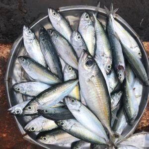 Ikan Melus - WAIWERANG KOTA ADONARA TIMUR