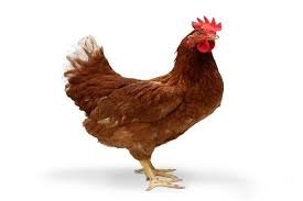 Ayam Hidup (Poktan) - Per Ekor