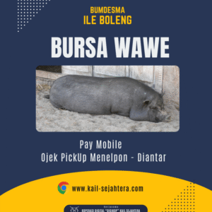 Babi Organik - Desa Lamawolo - Bumdesma Ile Boleng