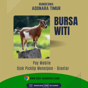 Kambing Muda - Desa Lamahala - Adonara Timur