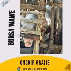 Babi Organik - Ile Boleng Adonara