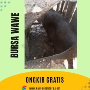 Babi Organik - Ile Boleng Adonara